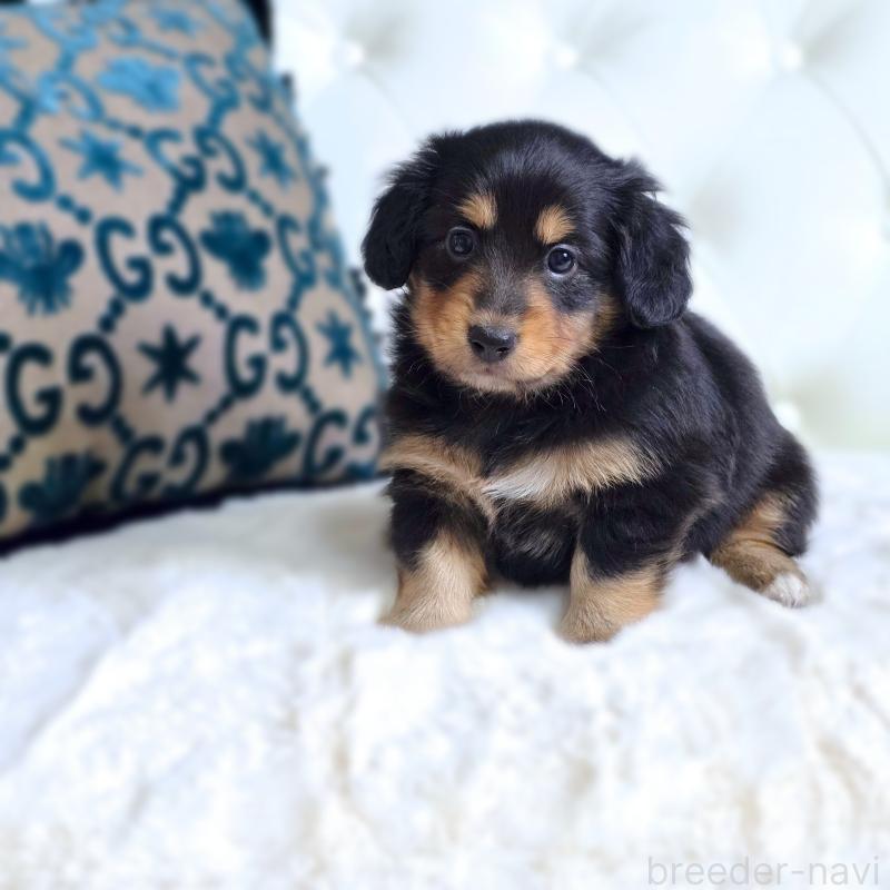 販売中の東京都のミックス犬-418521の1枚目