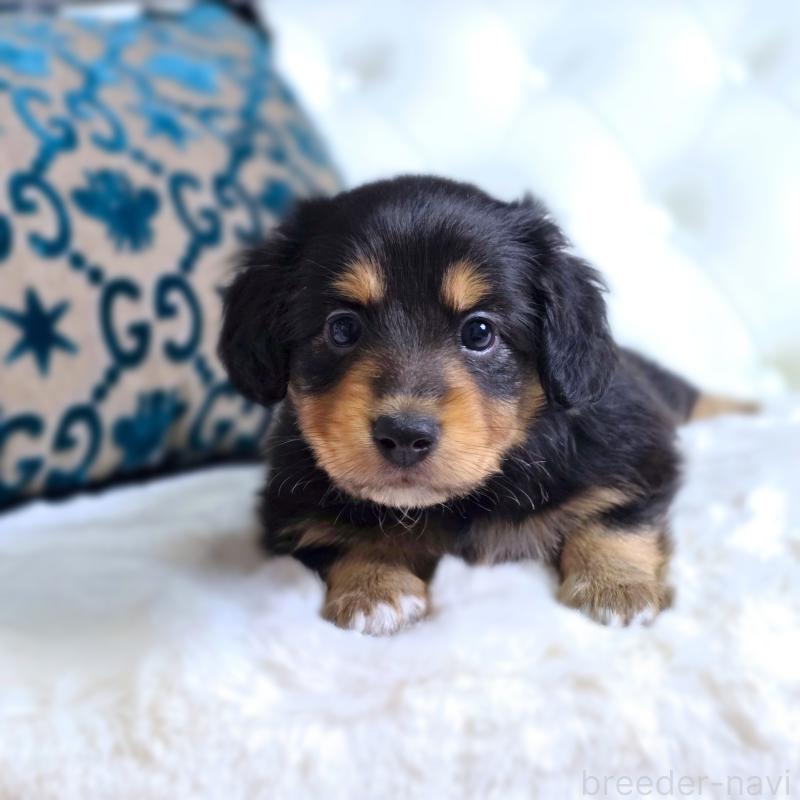 販売中の東京都のミックス犬-418521の3枚目