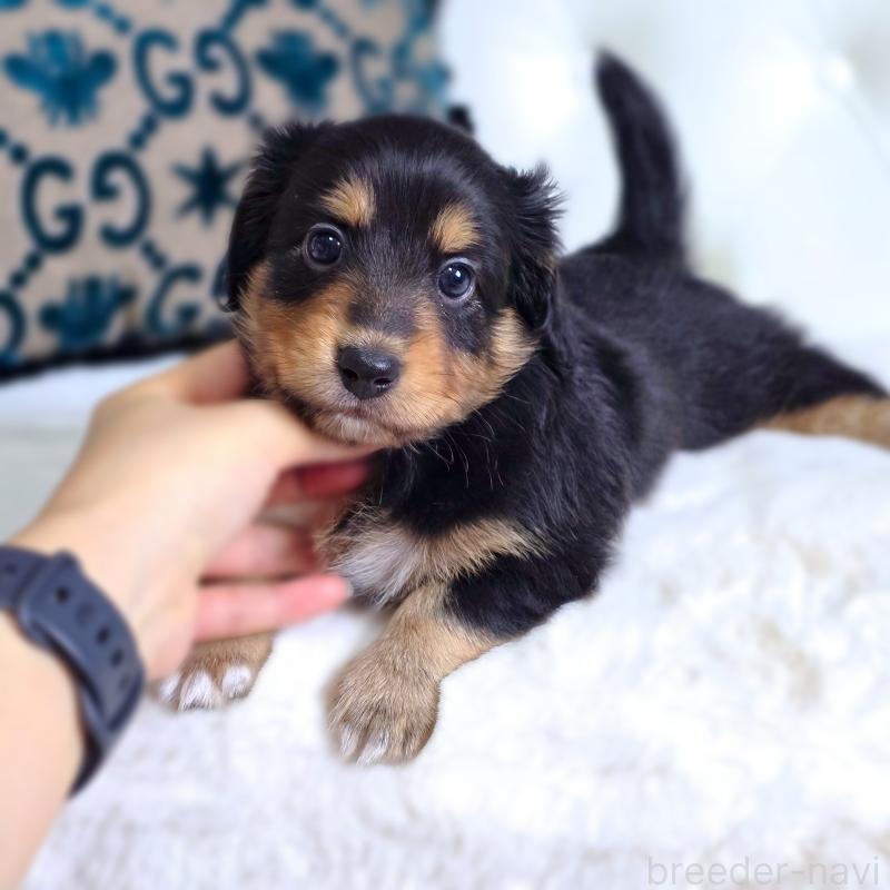 販売中の東京都のミックス犬-418521の2枚目