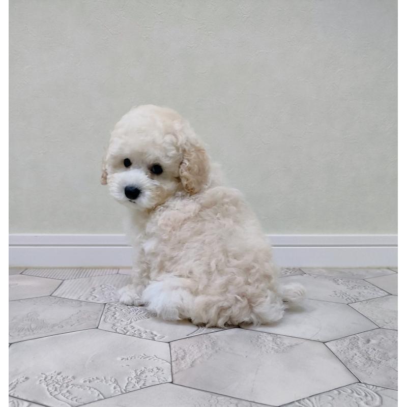 成約済の千葉県のトイプードル-418264の4枚目