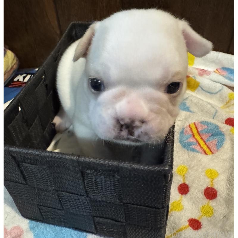 成約済の長崎県のフレンチブルドッグ-417215の4枚目