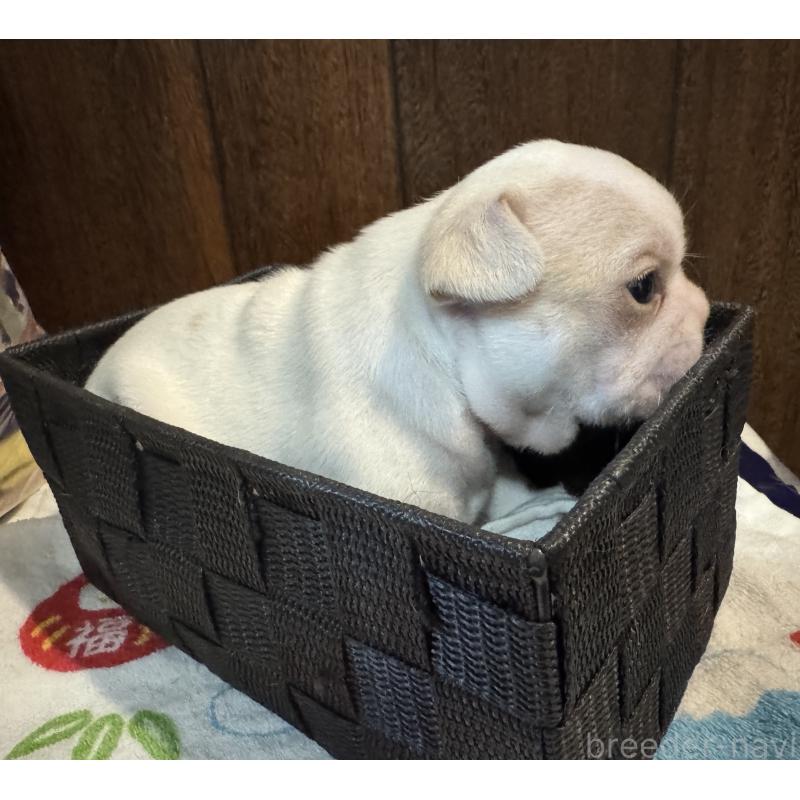 成約済の長崎県のフレンチブルドッグ-417215の3枚目