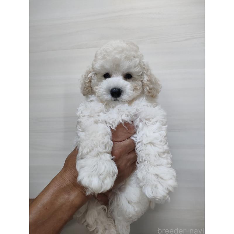 成約済の千葉県のトイプードル-418264の3枚目