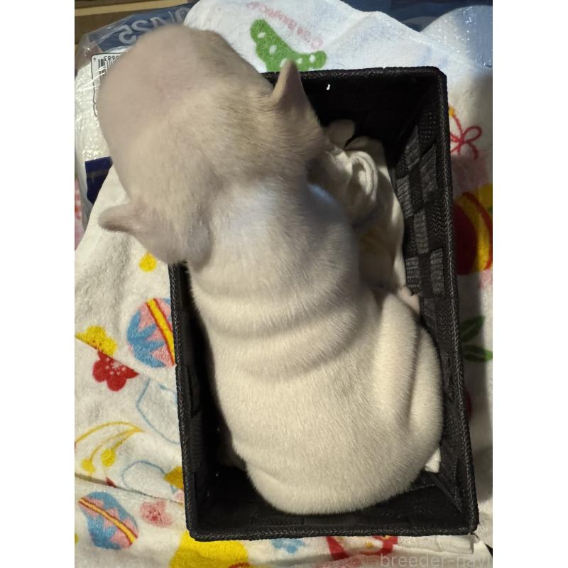 成約済の長崎県のフレンチブルドッグ-417215の2枚目