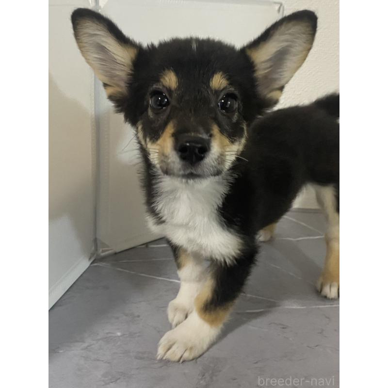 販売中の宮崎県のミックス犬-418714の3枚目