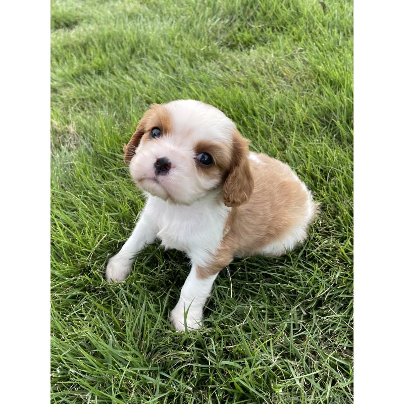 販売中の茨城県のキャバリアキングチャールズスパニエル-416704の44枚目