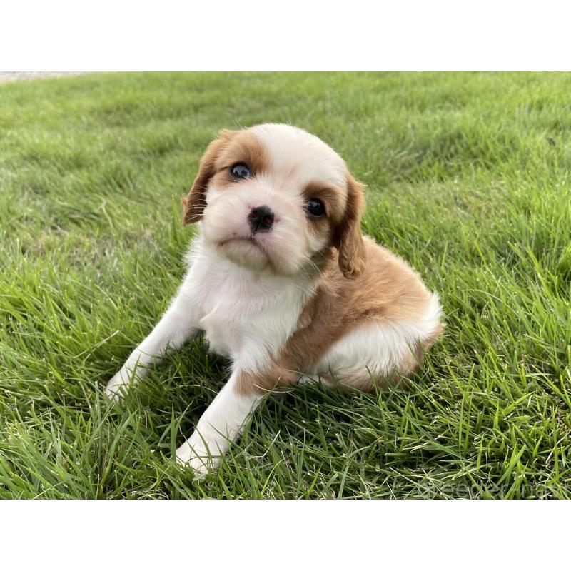販売中の茨城県のキャバリアキングチャールズスパニエル-416704の43枚目