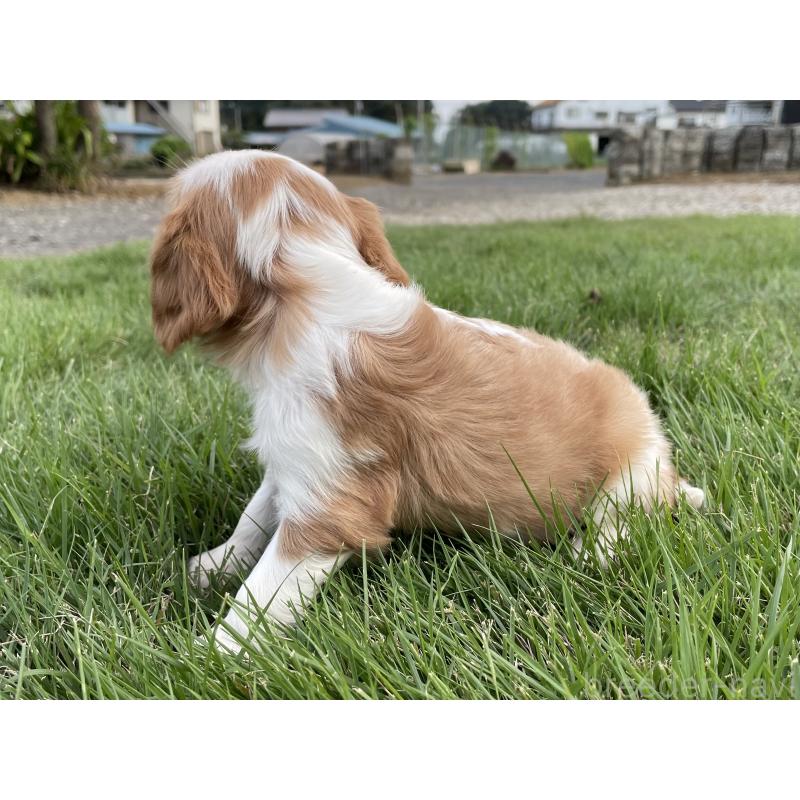 販売中の茨城県のキャバリアキングチャールズスパニエル-416704の42枚目