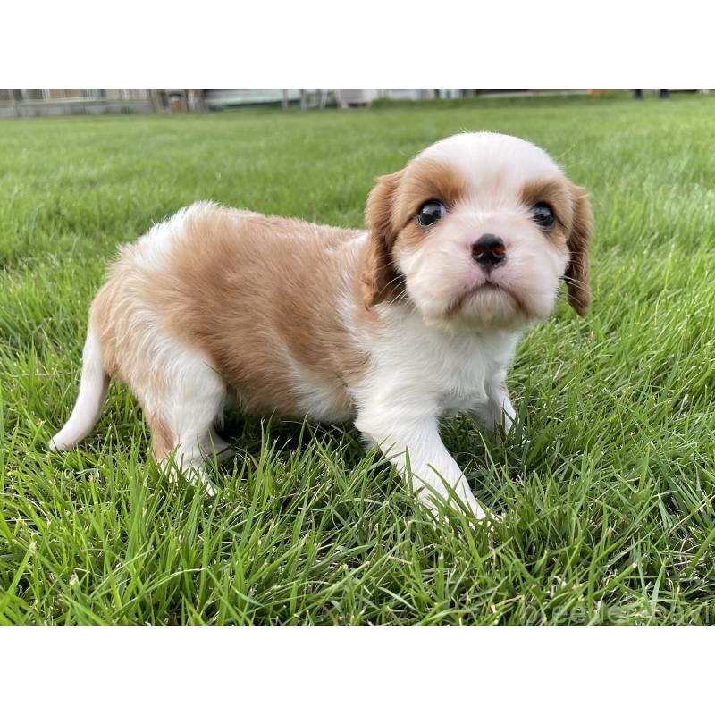 販売中の茨城県のキャバリアキングチャールズスパニエル-416704の41枚目