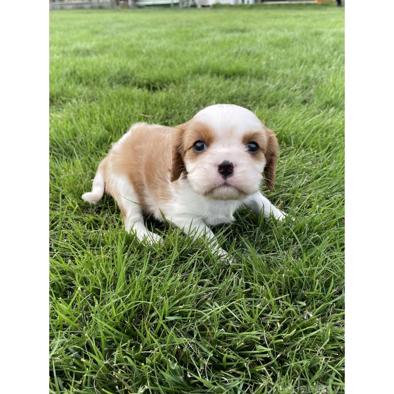 販売中の茨城県のキャバリアキングチャールズスパニエル-416704の40枚目