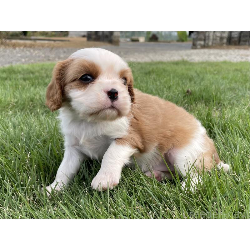 販売中の茨城県のキャバリアキングチャールズスパニエル-416704の39枚目