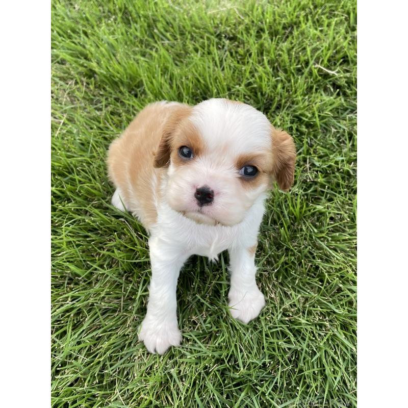 販売中の茨城県のキャバリアキングチャールズスパニエル-416704の38枚目