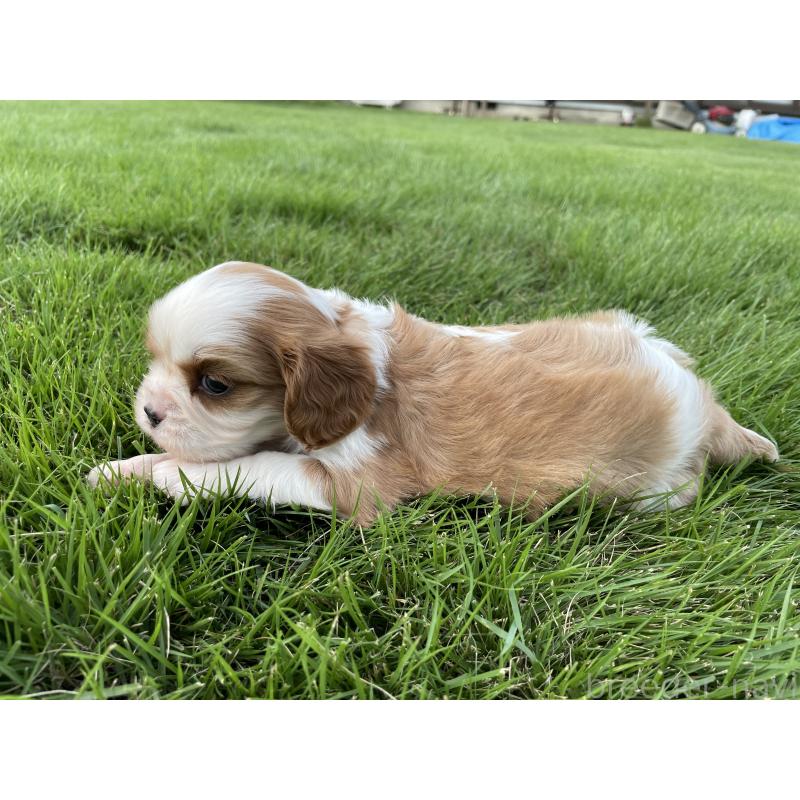 販売中の茨城県のキャバリアキングチャールズスパニエル-416704の37枚目