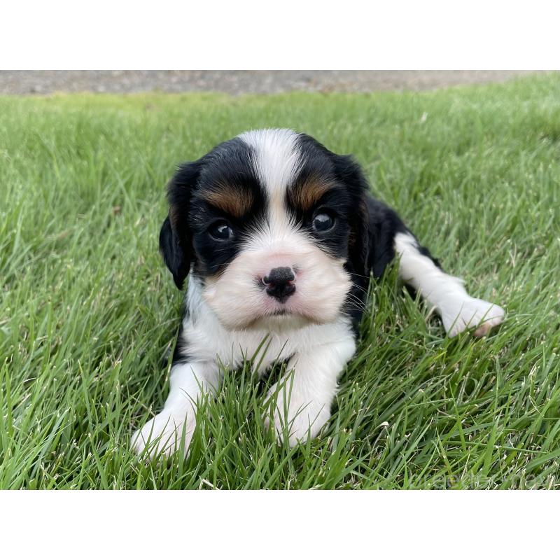 成約済の茨城県のキャバリアキングチャールズスパニエル-416706の20枚目