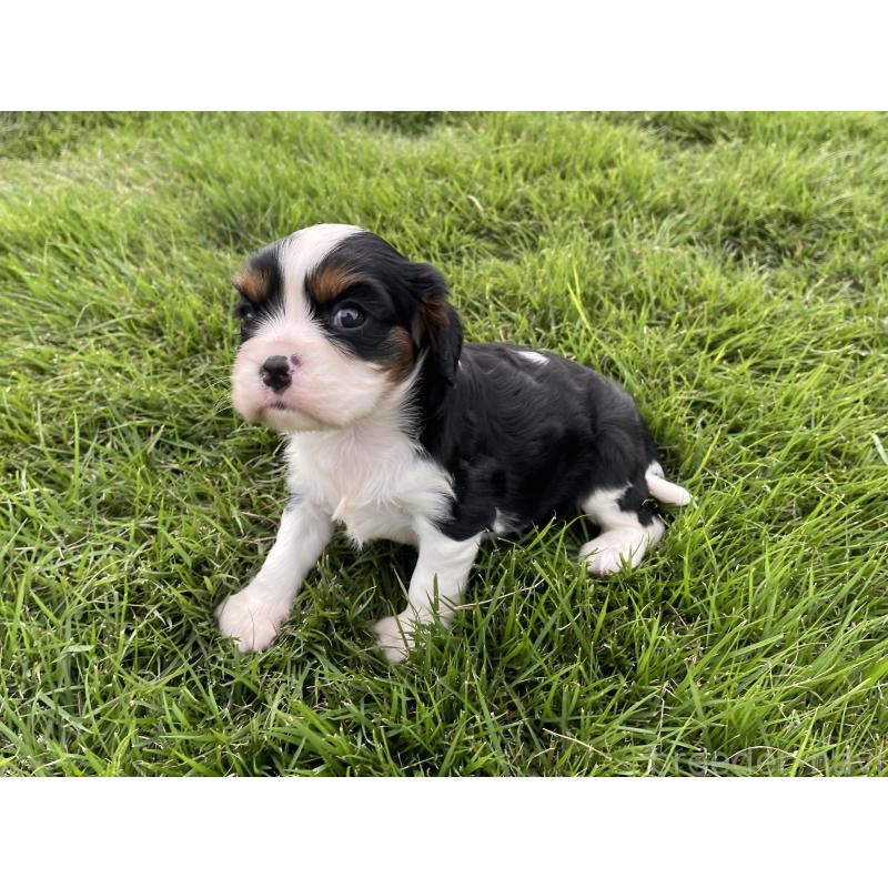 成約済の茨城県のキャバリアキングチャールズスパニエル-416706の19枚目