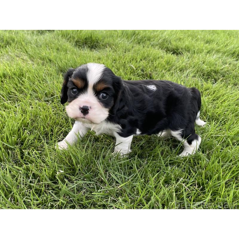 成約済の茨城県のキャバリアキングチャールズスパニエル-416706の18枚目