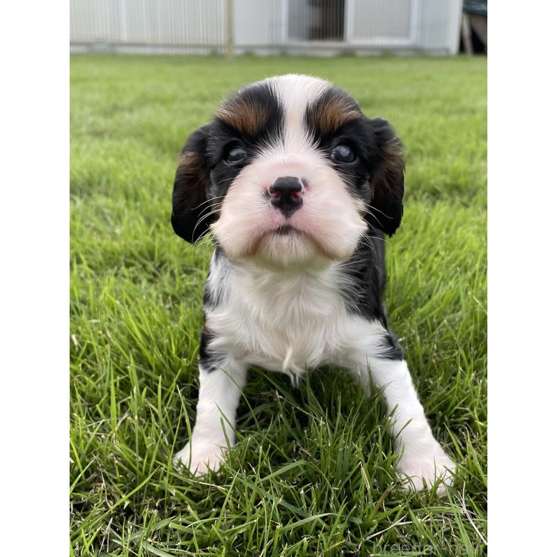 成約済の茨城県のキャバリアキングチャールズスパニエル-416706の17枚目