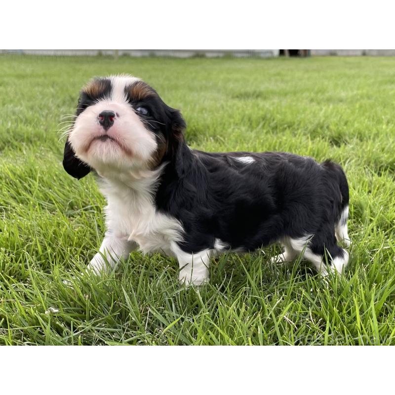 成約済の茨城県のキャバリアキングチャールズスパニエル-416706の16枚目