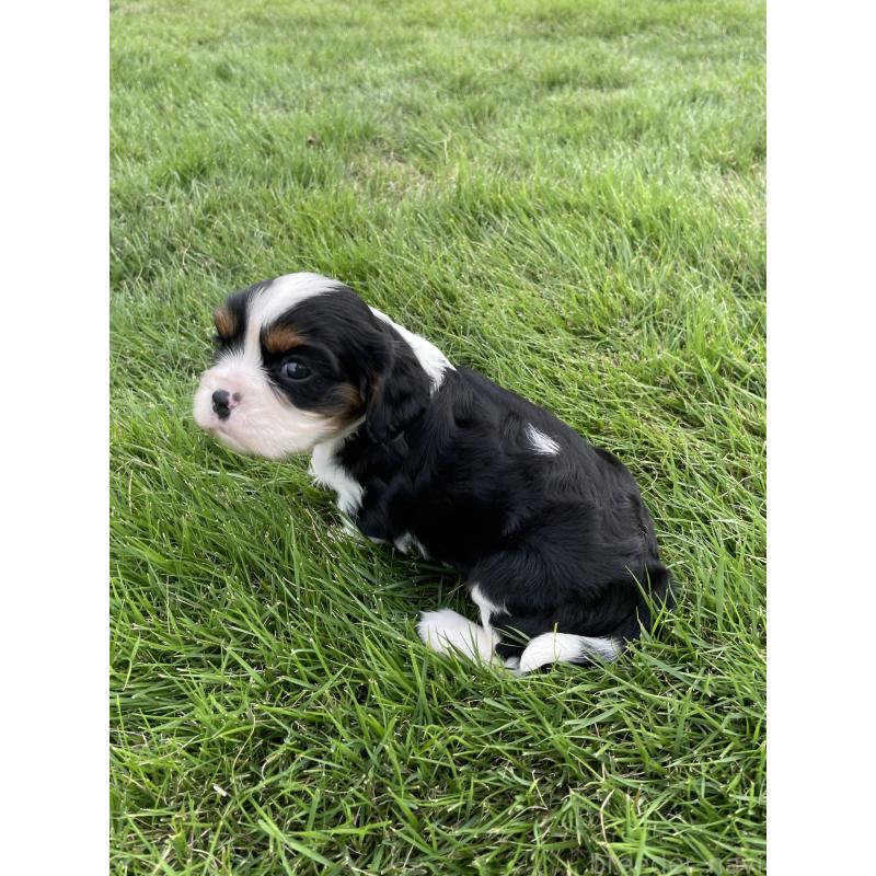 成約済の茨城県のキャバリアキングチャールズスパニエル-416706の15枚目