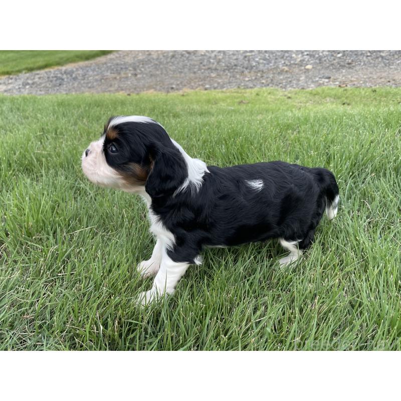 成約済の茨城県のキャバリアキングチャールズスパニエル-416706の14枚目