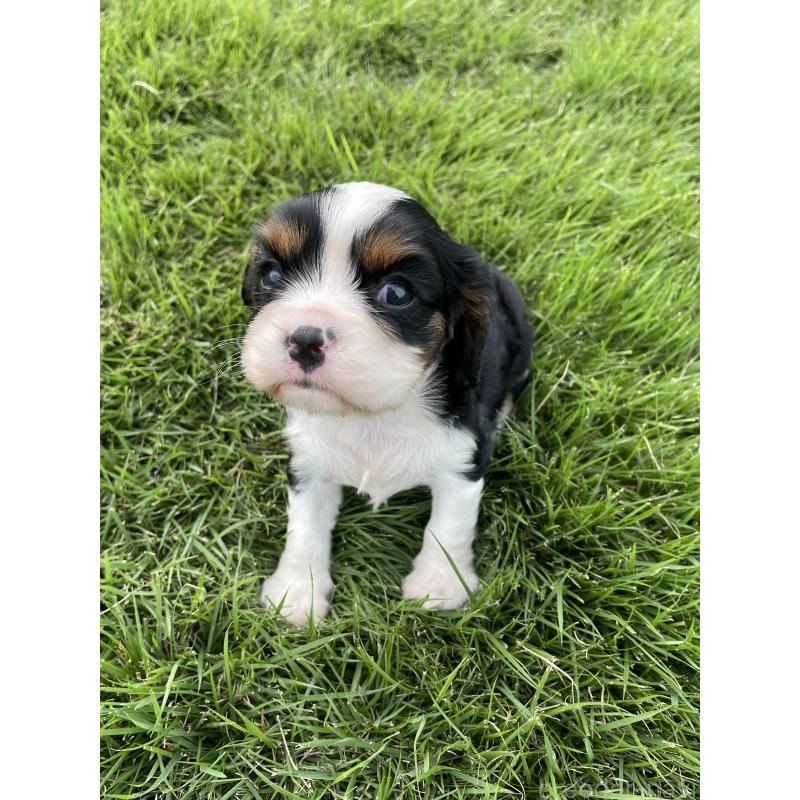 成約済の茨城県のキャバリアキングチャールズスパニエル-416706の13枚目