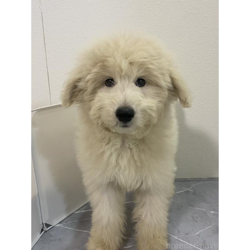 販売中の宮崎県のミックス犬-418718の5枚目