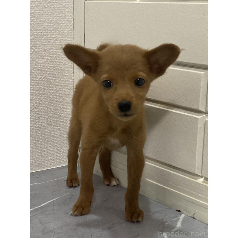 販売中の宮崎県のミックス犬-418721の2枚目