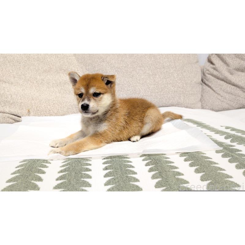 販売中の茨城県の柴犬-418731の7枚目