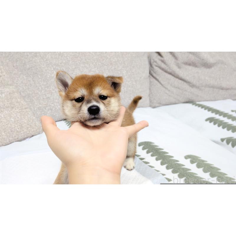 販売中の茨城県の柴犬-418731の6枚目