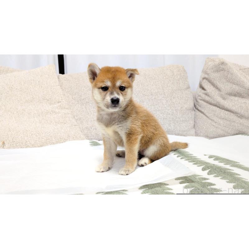 販売中の茨城県の柴犬-418731の5枚目