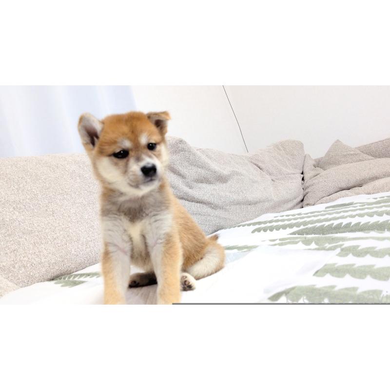 販売中の茨城県の柴犬-418731の4枚目