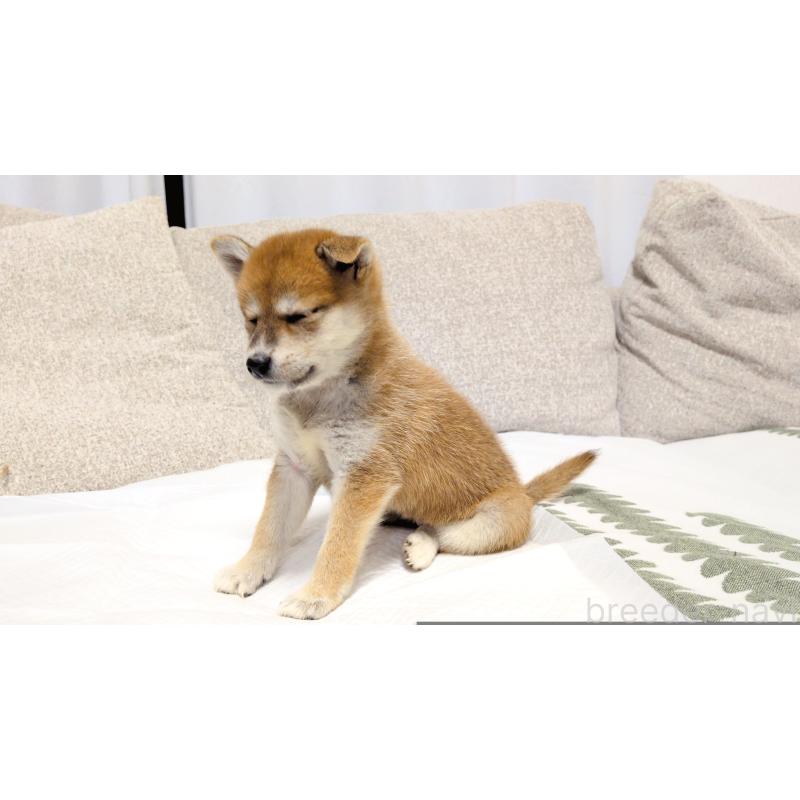 販売中の茨城県の柴犬-418731の3枚目