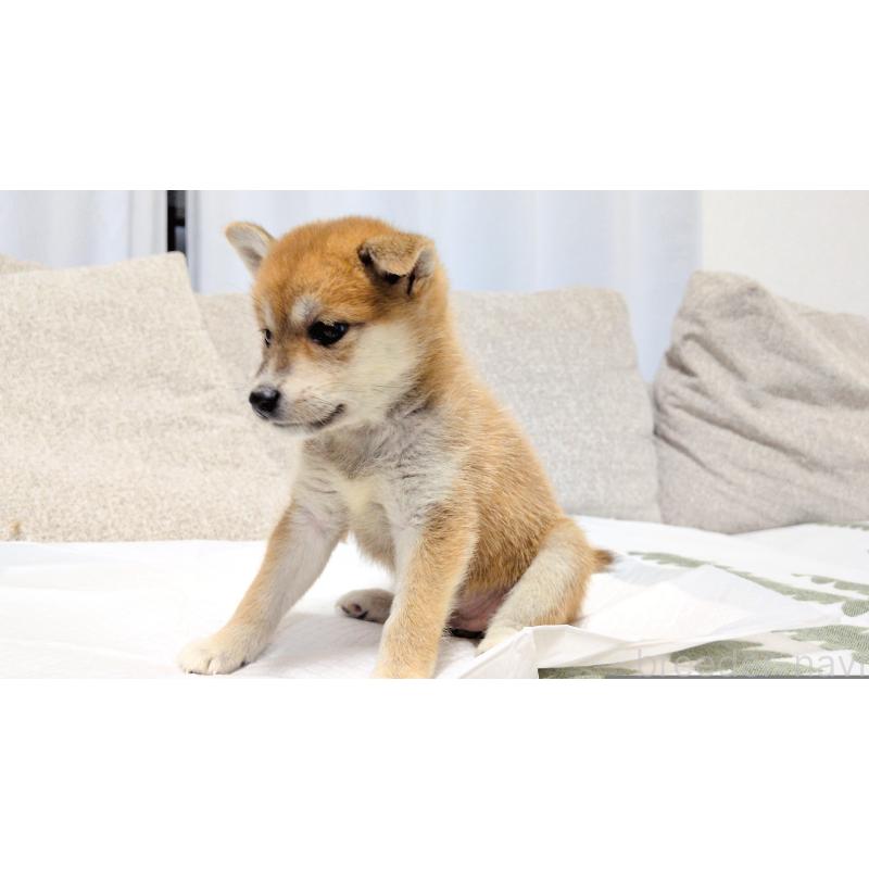 販売中の茨城県の柴犬-418731の2枚目