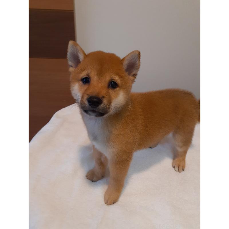 成約済の熊本県の豆柴-408502の2枚目