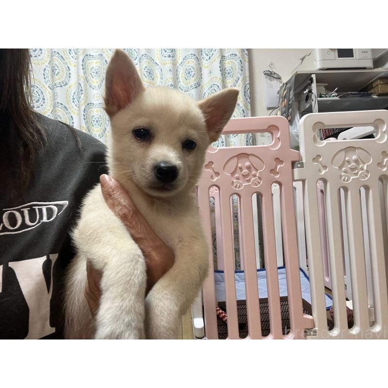 販売中の埼玉県のミックス犬-418401の6枚目