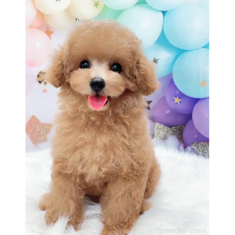 販売中の愛知県のティーカッププードル-393759の17枚目