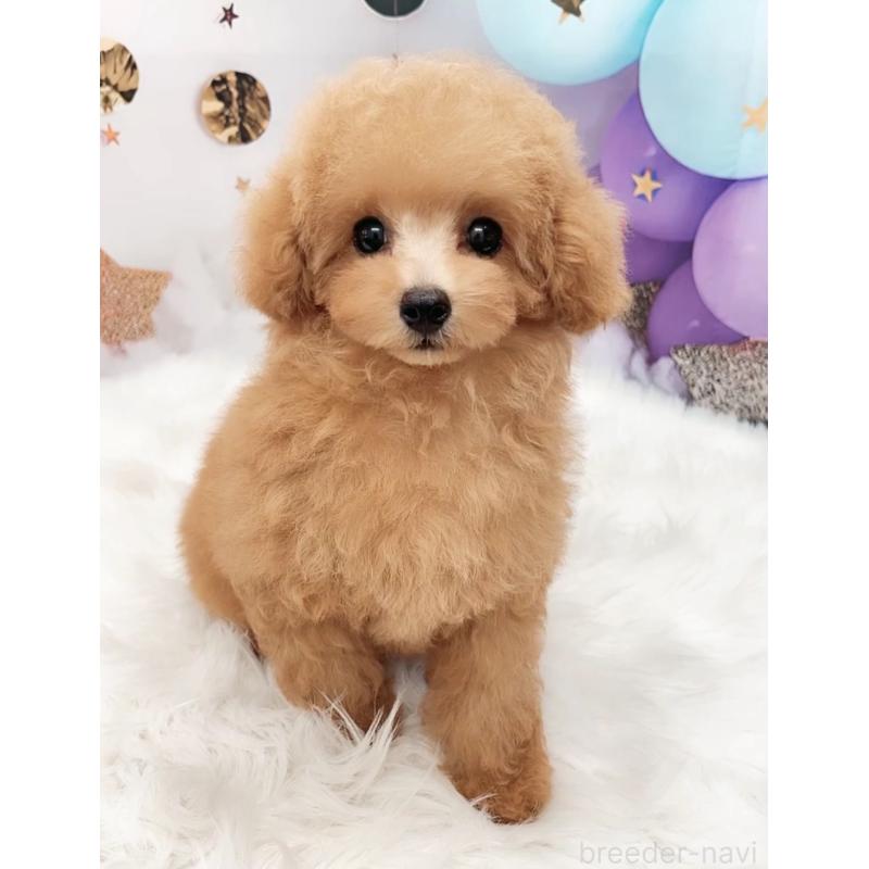 販売中の愛知県のティーカッププードル-393759の16枚目