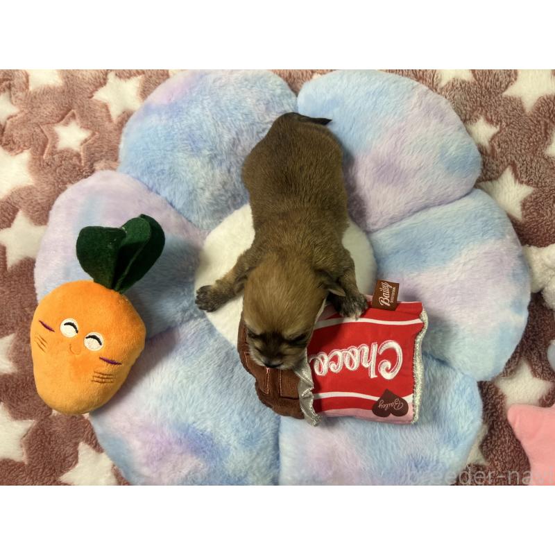 販売中の茨城県のミックス犬-418741の5枚目