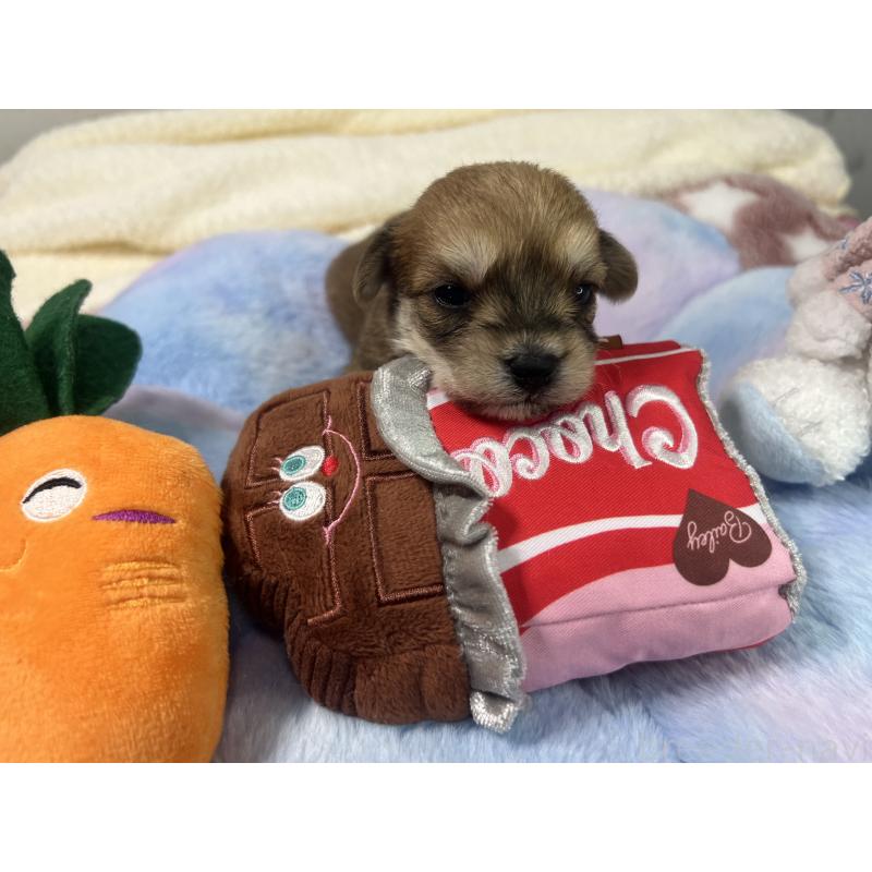 販売中の茨城県のミックス犬-418741
