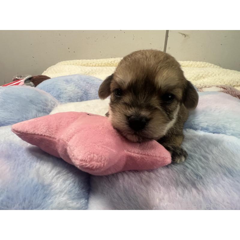 販売中の茨城県のミックス犬-418741の4枚目