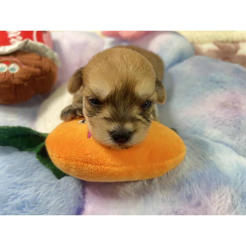 販売中の茨城県のミックス犬-418741の2枚目