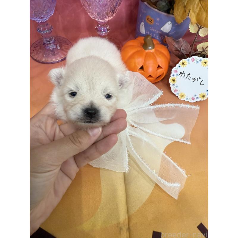 販売中の兵庫県のポメラニアン-414759
