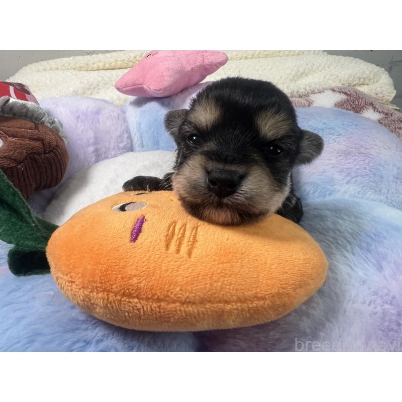販売中の茨城県のミックス犬-418743の1枚目