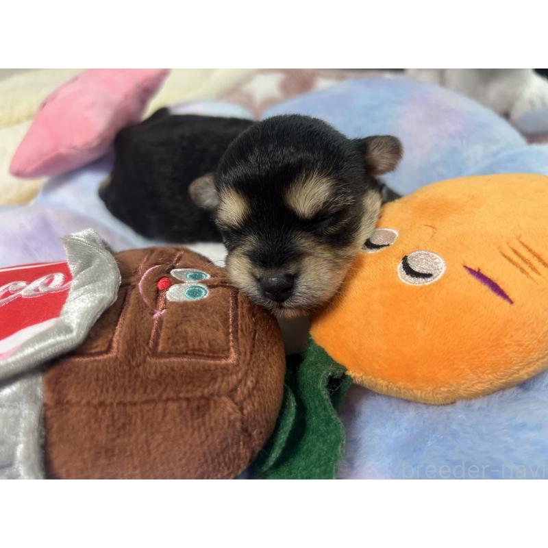 販売中の茨城県のミックス犬-418743の3枚目