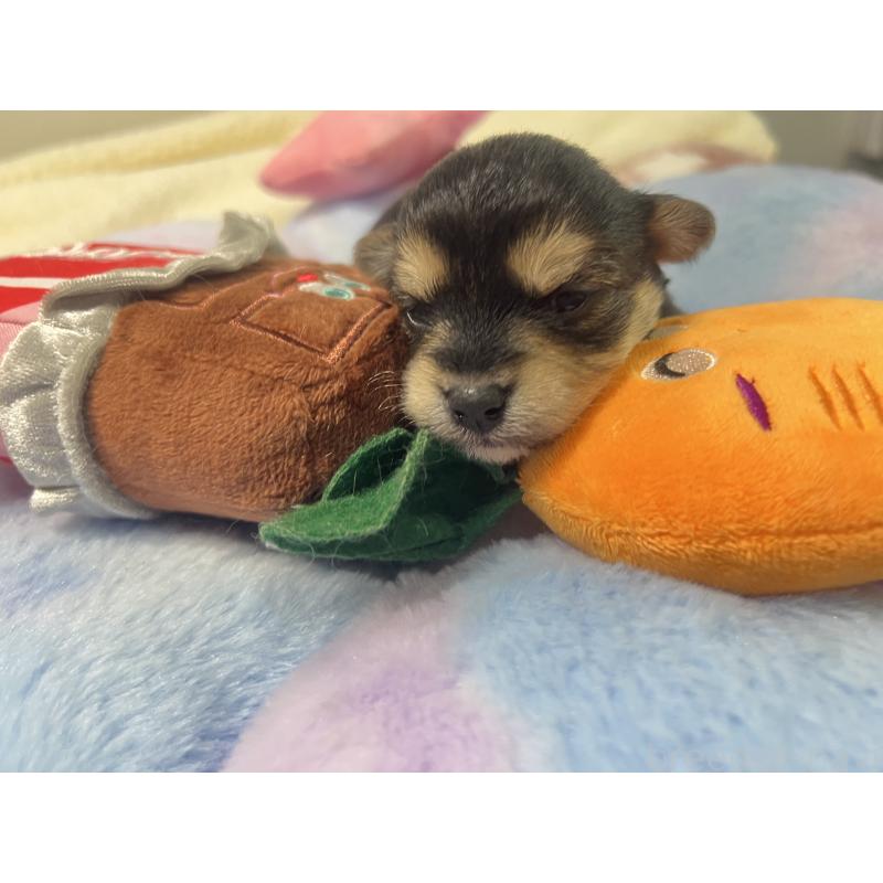 販売中の茨城県のミックス犬-418743の2枚目