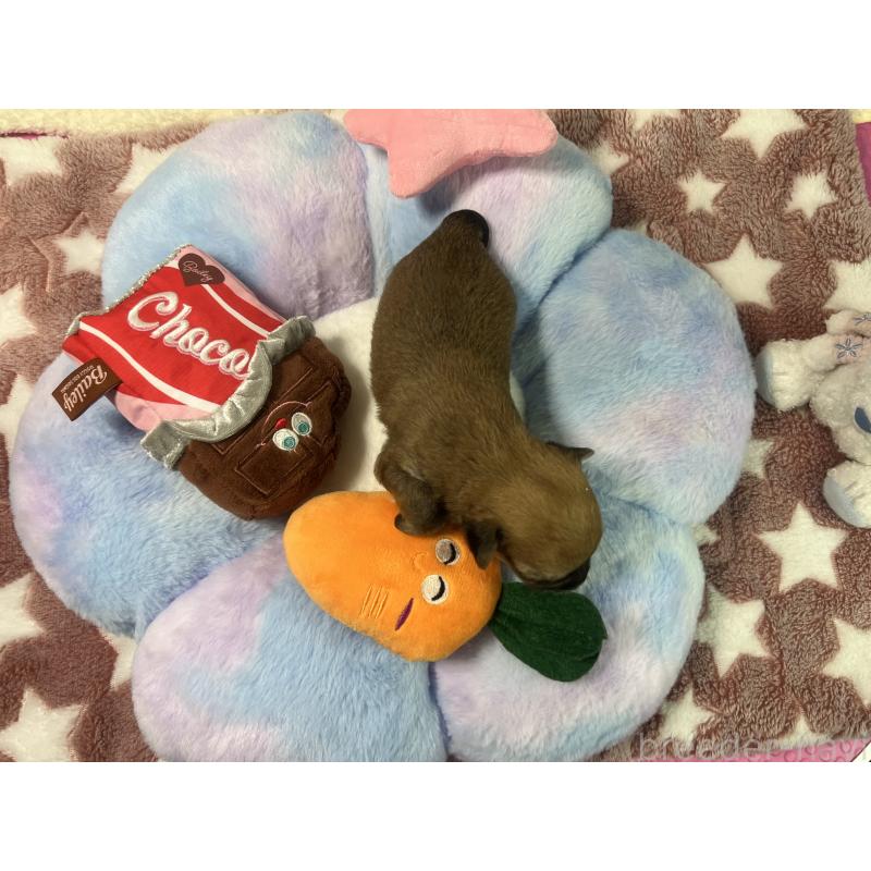 販売中の茨城県のミックス犬-418744の5枚目
