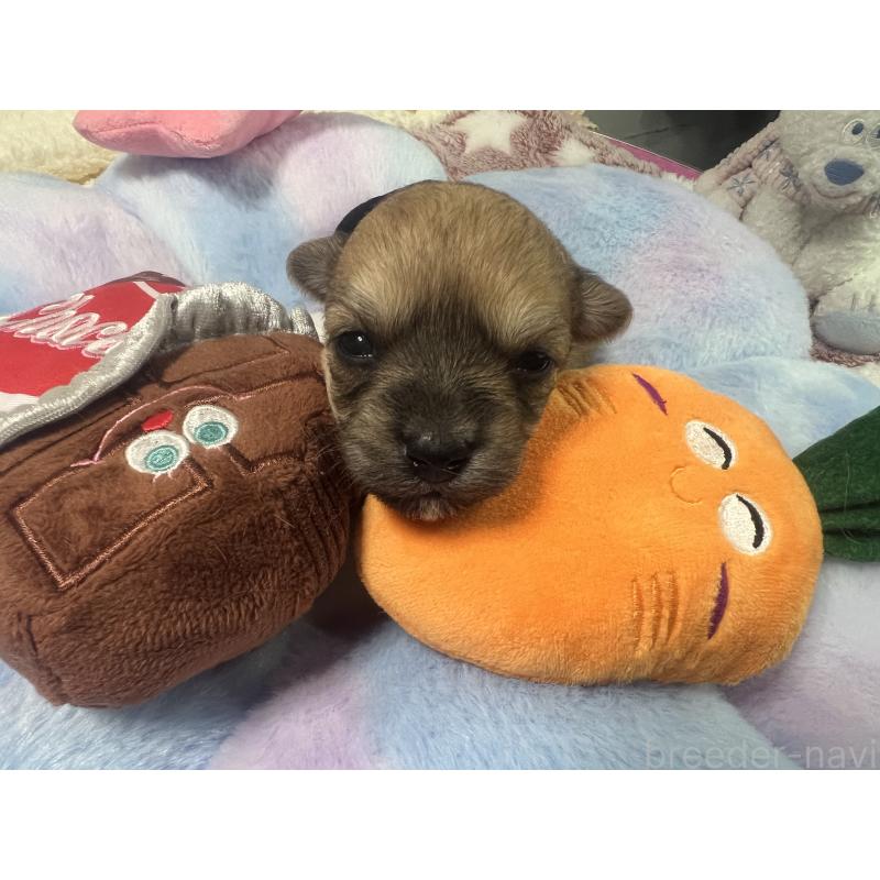 販売中の茨城県のミックス犬-418744の4枚目