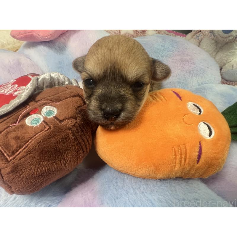 販売中の茨城県のミックス犬-418744の3枚目
