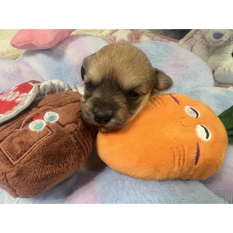 販売中の茨城県のミックス犬-418744の2枚目