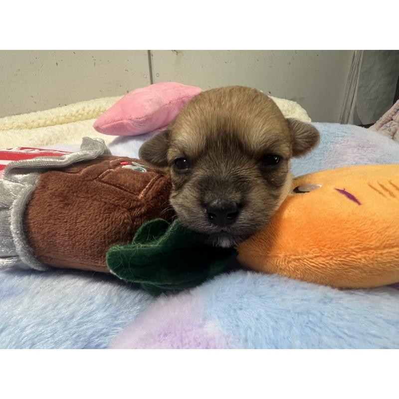 販売中の茨城県のミックス犬-418744